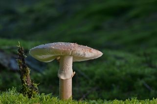 Lidstvo je jako houby - pestré, komplikované, užitečné i nebezpečné - Médium.cz